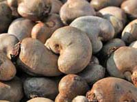 Raw cashew in shells Raw cashew in shells